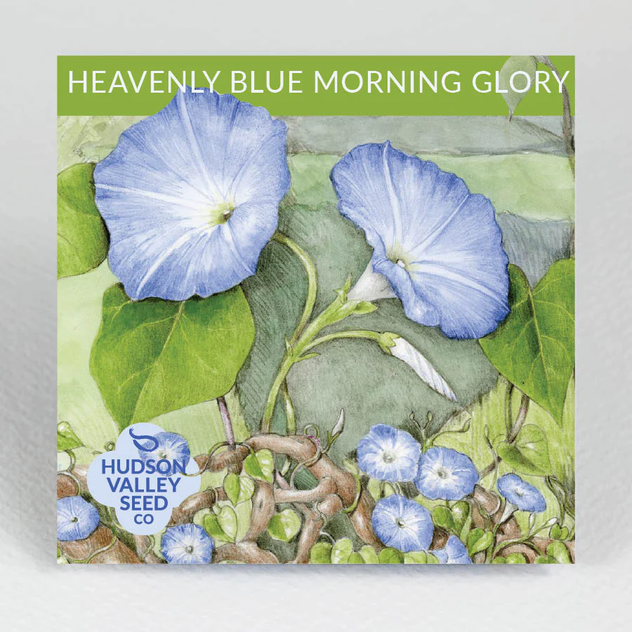 HV Heavenly Blue Morning Glory